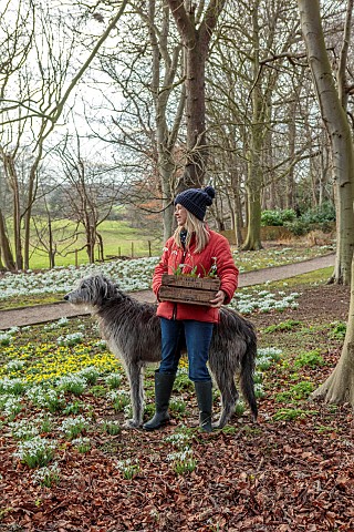 GOLDSBOROUGH_HALL_YORKSHIRE_WINTER_SNOWDROPS_WOODLAND_TREES_OWNER_CLARE_OGLESBY_WITH_HER_DOG_PLANTIN