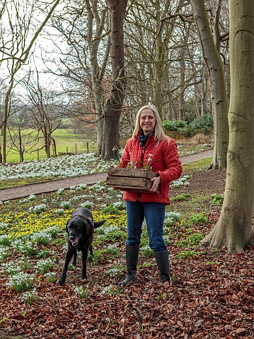 GOLDSBOROUGH_HALL_YORKSHIRE_WINTER_SNOWDROPS_WOODLAND_TREES_OWNER_CLARE_OGLESBY_WITH_HER_DOG_PLANTIN