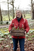 GOLDSBOROUGH HALL, YORKSHIRE: WINTER, SNOWDROPS, WOODLAND, TREES, OWNER CLARE OGLESBY PLANTING SNOWDROPS