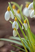 GOLDSBOROUGH HALL, YORKSHIRE: WINTER, YELLOW, WHITE FLOWERS OF SNOWDROPS, GALANTHUS SPINDLESTONE SURPRISE, BULBS