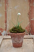GOLDSBOROUGH HALL, YORKSHIRE: WINTER: TERRACOTTA CONTAINER WITH WHITE FLOWERS, BLOOMS OF SNOWDROPS, GALANTHUS MISS PRISSY, BULBS, FEBRUARY