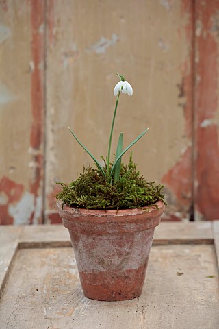 GOLDSBOROUGH_HALL_YORKSHIRE_WINTER_TERRACOTTA_CONTAINER_WITH_WHITE_FLOWERS_BLOOMS_OF_SNOWDROPS_GALAN