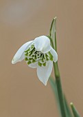 GOLDSBOROUGH HALL, YORKSHIRE: WINTER: GREEN, WHITE FLOWERS, BLOOMS OF SNOWDROPS, GALANTHUS MISS PRISSY, BULBS, FEBRUARY