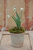 GOLDSBOROUGH HALL, YORKSHIRE: WINTER: TERRACOTTA CONTAINER WITH GREEN, WHITE FLOWERS, BLOOMS OF SNOWDROPS, GALANTHUS MISS PRISSY, BULBS, FEBRUARY