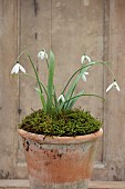 GOLDSBOROUGH HALL, YORKSHIRE: WINTER: TERRACOTTA CONTAINER WITH WHITE FLOWERS, BLOOMS OF SNOWDROPS, GALANTHUS DIONYSUS, GALANTHUS FLY FISHING, BULBS, FEBRUARY