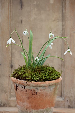 GOLDSBOROUGH_HALL_YORKSHIRE_WINTER_TERRACOTTA_CONTAINER_WITH_WHITE_FLOWERS_BLOOMS_OF_SNOWDROPS_GALAN