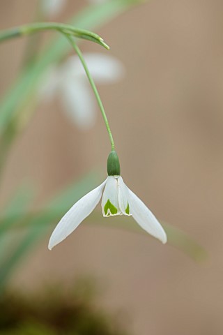 GOLDSBOROUGH_HALL_YORKSHIRE_WINTER_GREEN_WHITE_FLOWERS_BLOOMS_OF_SNOWDROPS_GALANTHUS_FLY_FISHING_BUL