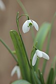 GOLDSBOROUGH HALL, YORKSHIRE: WINTER: GREEN, WHITE FLOWERS, BLOOMS OF SNOWDROPS, GALANTHUS DIONYSUS, BULBS, FEBRUARY