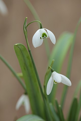 GOLDSBOROUGH_HALL_YORKSHIRE_WINTER_GREEN_WHITE_FLOWERS_BLOOMS_OF_SNOWDROPS_GALANTHUS_DIONYSUS_BULBS_