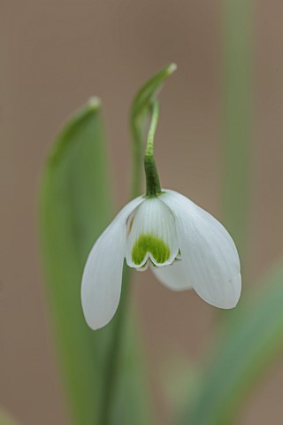 GOLDSBOROUGH_HALL_YORKSHIRE_WINTER_GREEN_WHITE_FLOWERS_BLOOMS_OF_SNOWDROPS_GALANTHUS_DIONYSUS_BULBS_
