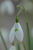 GOLDSBOROUGH HALL, YORKSHIRE: WINTER: GREEN, WHITE FLOWERS, BLOOMS OF SNOWDROPS, GALANTHUS GALATEA, BULBS, FEBRUARY