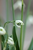 GOLDSBOROUGH HALL, YORKSHIRE: WINTER: GREEN, WHITE FLOWERS, BLOOMS OF SNOWDROPS, GALANTHUS GREEN FINGERS, BULBS, FEBRUARY