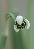 GOLDSBOROUGH HALL, YORKSHIRE: WINTER: GREEN, WHITE FLOWERS, BLOOMS OF SNOWDROPS, GALANTHUS GREEN FINGERS, BULBS, FEBRUARY