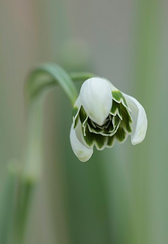 GOLDSBOROUGH_HALL_YORKSHIRE_WINTER_GREEN_WHITE_FLOWERS_BLOOMS_OF_SNOWDROPS_GALANTHUS_GREEN_FINGERS_B