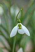 GOLDSBOROUGH HALL, YORKSHIRE: WINTER: GREEN, WHITE FLOWERS, BLOOMS OF SNOWDROPS, GALANTHUS ANGEL, BULBS, FEBRUARY