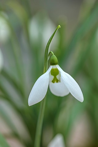 GOLDSBOROUGH_HALL_YORKSHIRE_WINTER_GREEN_WHITE_FLOWERS_BLOOMS_OF_SNOWDROPS_GALANTHUS_ANGEL_BULBS_FEB