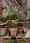 GOLDSBOROUGH HALL, YORKSHIRE: WINTER: GREEN, WHITE FLOWERS, BLOOMS OF SNOWDROPS, IN TERRACOTTA CONTAINERS, FEBRUARY