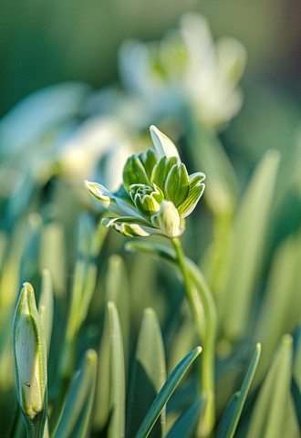THENFORD_ARBORETUM_NORTHAMPTONSHIRE_WINTER_FEBRUARY_SNOWDROPS_GREEN_WHITE_FLOWERS_BLOOMS_OF_GALANTHU