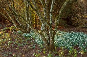 THENFORD ARBORETUM, NORTHAMPTONSHIRE: WINTER, FEBRUARY, SNOWDROPS, GALANTHUS LAPWING, BULBS, TREES