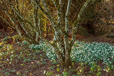 THENFORD_ARBORETUM_NORTHAMPTONSHIRE_WINTER_FEBRUARY_SNOWDROPS_GALANTHUS_LAPWING_BULBS_TREES