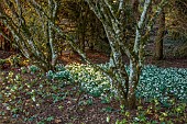 THENFORD ARBORETUM, NORTHAMPTONSHIRE: WINTER, FEBRUARY, SNOWDROPS, GALANTHUS LAPWING, BULBS, TREES