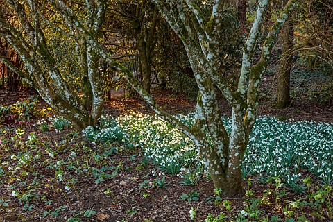 THENFORD_ARBORETUM_NORTHAMPTONSHIRE_WINTER_FEBRUARY_SNOWDROPS_GALANTHUS_LAPWING_BULBS_TREES