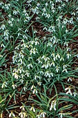 THENFORD ARBORETUM, NORTHAMPTONSHIRE: WINTER, FEBRUARY, SNOWDROPS, GALANTHUS LAPWING, BULBS