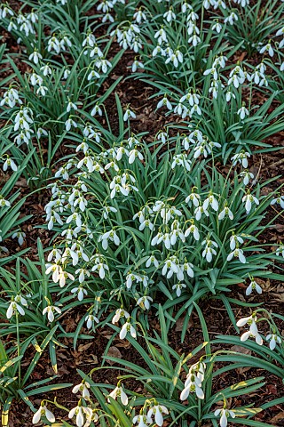 THENFORD_ARBORETUM_NORTHAMPTONSHIRE_WINTER_FEBRUARY_SNOWDROPS_GALANTHUS_LAPWING_BULBS