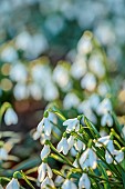 THENFORD ARBORETUM, NORTHAMPTONSHIRE: WINTER, FEBRUARY, SNOWDROPS, GALANTHUS RIZEHENSIS, BULBS
