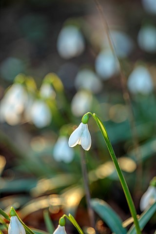 THENFORD_ARBORETUM_NORTHAMPTONSHIRE_WINTER_FEBRUARY_SNOWDROPS_GALANTHUS_RIZEHENSIS_BULBS