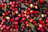 PINK FRUITS OF MALUS TORINGOIDES VAR. MACROCARPA