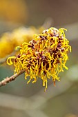 THENFORD ARBORETUM , NORTHAMPTONSHIRE: YELLOW FLOWERS OF WITCH HAZEL, HAMAMELIS X INTERMEDIA RIPE CORN, FRAGRANT, SCENTED, BLOOMS, WINTER, FEBRUARY, FROST, FROSTY
