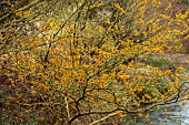 THENFORD ARBORETUM , NORTHAMPTONSHIRE: YELLOW FLOWERS OF WITCH HAZEL, HAMAMELIS X INTERMEDIA RIPE CORN, FRAGRANT, SCENTED, BLOOMS, WINTER, FEBRUARY, FROST, FROSTY