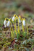 THENFORD ARBORETUM , NORTHAMPTONSHIRE: WHITE, YELLOW FLOWERS, BLOOMS OF SNOWDOPS, GALANTHUS TIMS SANDERSII, BULBS, WINTER, FEBRUARY