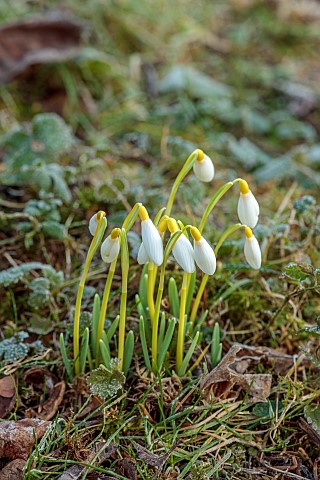 THENFORD_ARBORETUM__NORTHAMPTONSHIRE_WHITE_YELLOW_FLOWERS_BLOOMS_OF_SNOWDOPS_GALANTHUS_TIMS_SANDERSI