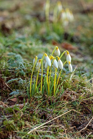 THENFORD_ARBORETUM__NORTHAMPTONSHIRE_WHITE_YELLOW_FLOWERS_BLOOMS_OF_SNOWDOPS_GALANTHUS_TIMS_SANDERSI