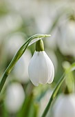 THENFORD ARBORETUM , NORTHAMPTONSHIRE: WHITE FLOWERS, BLOOMS OF SNOWDROPS, GALANTHUS MRS THOMPSON, BULBS, WINTER