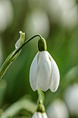 THENFORD ARBORETUM , NORTHAMPTONSHIRE: WHITE FLOWERS, BLOOMS OF SNOWDROPS, GALANTHUS MRS THOMPSON, BULBS, WINTER