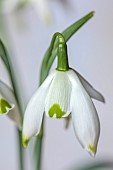 THENFORD ARBORETUM , NORTHAMPTONSHIRE: GREEN, WHITE FLOWERS, BLOOMS OF SNOWDROPS, GALANTHUS KENCOT PICKLES, BULBS, WINTER