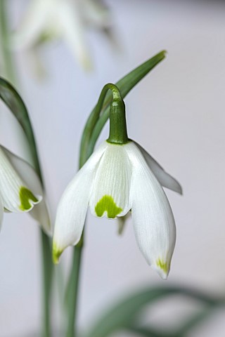 THENFORD_ARBORETUM__NORTHAMPTONSHIRE_WHITE_FLOWERS_BLOOMS_OF_SNOWDROPS_GALANTHUS_MRS_THOMPSON_BULBS_