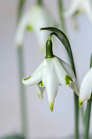 THENFORD_ARBORETUM__NORTHAMPTONSHIRE_WHITE_FLOWERS_BLOOMS_OF_SNOWDROPS_GALANTHUS_MRS_THOMPSON_BULBS_