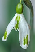 THENFORD ARBORETUM , NORTHAMPTONSHIRE: WHITE FLOWERS, BLOOMS OF SNOWDROPS, GALANTHUS TANTRUM, BULBS, WINTER