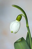 THENFORD ARBORETUM , NORTHAMPTONSHIRE: WHITE FLOWERS, BLOOMS OF SNOWDROPS, GALANTHUS PETER JOY, BULBS, WINTER