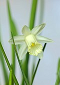 THENFORD ARBORETUM , NORTHAMPTONSHIRE: WHITE, YELLOW FLOWERS, BLOOMS OF DAFFODILS, NARCISSUS CANDIDE POWER, BULBS, WINTER