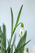 THENFORD ARBORETUM , NORTHAMPTONSHIRE: WHITE, GREEN FLOWERS, BLOOMS OF SNOWDROPS, GALANTHUS TIPPY GREEN, BULBS, WINTER