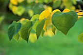 GOLDEN HEART-SHAPED LEAVES OF CERCIS CANADENSIS RUBYE ATKINSON