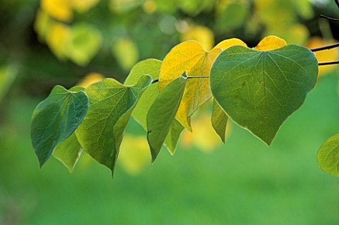 GOLDEN_HEARTSHAPED_LEAVES_OF_CERCIS_CANADENSIS_RUBYE_ATKINSON