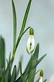 THENFORD ARBORETUM , NORTHAMPTONSHIRE: WHITE, GREEN FLOWERS, BLOOMS OF SNOWDROPS, GALANTHUS TIPPY GREEN, BULBS, WINTER