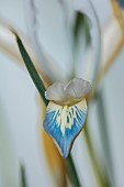 THENFORD ARBORETUM , NORTHAMPTONSHIRE: WHITE, PALE BLUE FLOWERS, BLOOMS OF MINIATURE IRIS, IRIS RETICULATA FROZEN PLANET, BULBS, WINTER