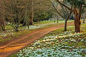 THENFORD ARBORETUM , NORTHAMPTONSHIRE: WOODLAND, FEBRUARY, TREES, SNOWDROPS, DRIFTS, CARPETS, BULBS, PATHS